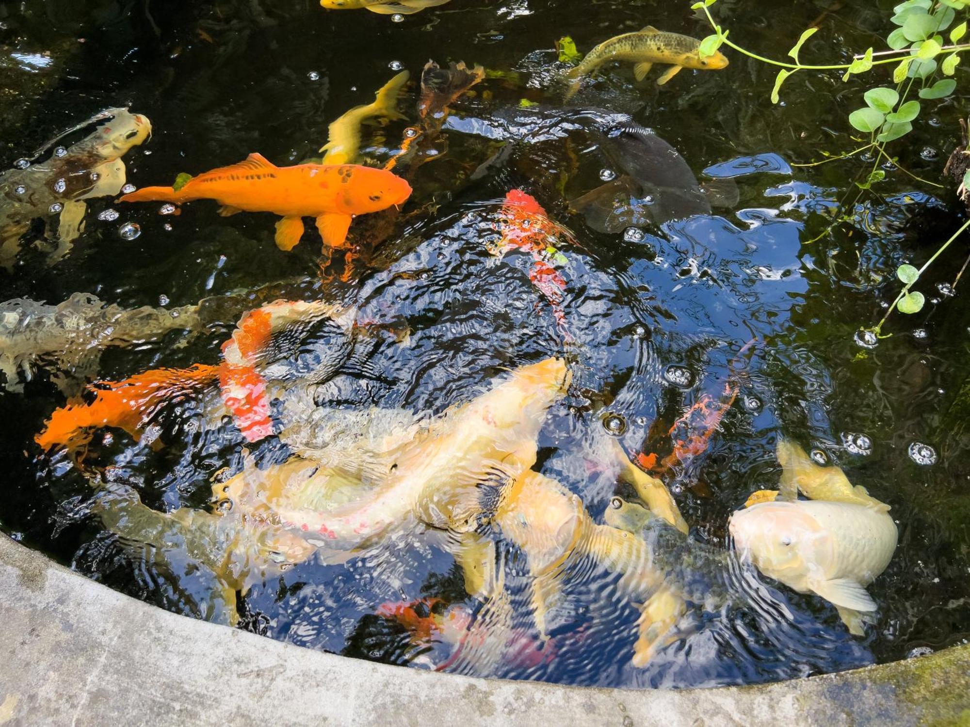 Villa La Rodina Diano Marina Dış mekan fotoğraf